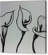 Calla Lilies Canvas Print