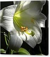 Easter Lily Alone Canvas Print
