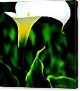 Calla Lily Canvas Print