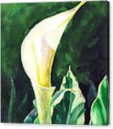 Calla Lily Canvas Print