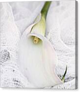 Calla Lily On White Background Canvas Print