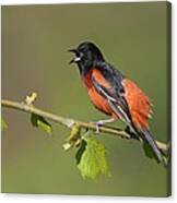 Calling Orchard Oriole Canvas Print