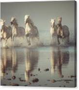 Camargue Horses Canvas Print