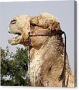 Camel Calling Canvas Print