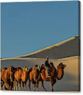 Camel Caravan In A Desert, Gobi Desert Canvas Print