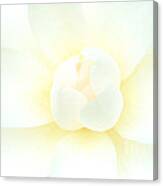 Camelia Flower Canvas Print