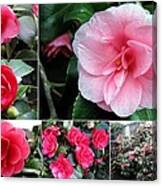 Camellia Collage Canvas Print