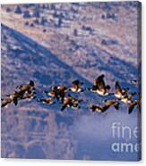 Canada Geese Canvas Print