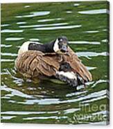 Canada Goose 20120515_305a Canvas Print