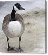 Canada Goose Makes A Stand In The Charles River Canvas Print