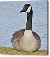 Canada Goose Resting By The Lake Canvas Print