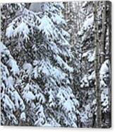 Canadian Forest - Winter Snowfall Canvas Print