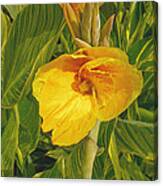 Canna Lily Artified Canvas Print