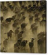 Cape Buffalo Herd Stampeding Africa Canvas Print