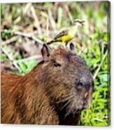 Capybara And Cattle Tyrant Canvas Print