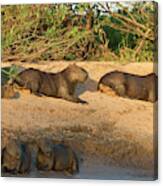 Capybara Family Resting On The Beach Canvas Print