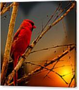 Cardinal At Sunset Valentine Canvas Print