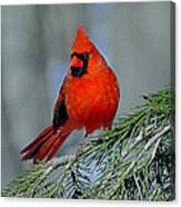 Cardinal In An Evergreen Canvas Print