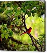 Cardinal In Dogwood Canvas Print