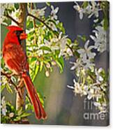 Cardinal In The Springtime Canvas Print