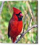 Cardinal Relishng His Seed Canvas Print