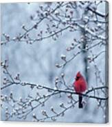Cardinal Sitting In Apple Tree Spring Canvas Print