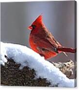 Cardinal Canvas Print