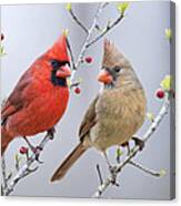 Cardinals In Early Spring Canvas Print