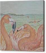 Caribbean Flamingos Canvas Print