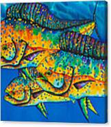 Caribbean Mahi Mahi - Dorado Fish Canvas Print