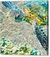 Beautiful Sea Turtle Canvas Print