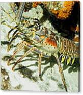 Caribbean Spiny Reef Lobster Canvas Print