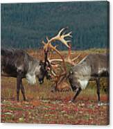 Caribou Males Sparring Canvas Print