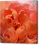 Carnation Burst Canvas Print