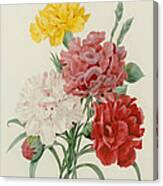 Carnations From Choix Des Plus Belles Fleures Canvas Print