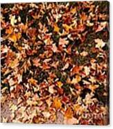 Carpet Of Autumn Leaves Canvas Print