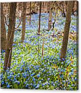 Carpet Of Blue Flowers In Spring Forest 3 Canvas Print