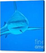 Carribean Reef Shark Seeks Dinner Canvas Print
