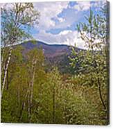 Cascade Mountain Viewed Through Spring Canvas Print