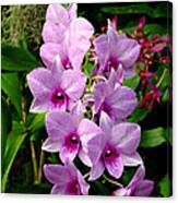 Cascading Lilac Orchids Canvas Print