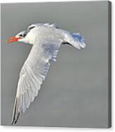 Caspian Tern In Flight Canvas Print