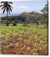 Cassava Crop Canvas Print