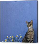 Cat And Flowers In Greece Canvas Print