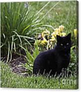 Cat Looking At You. Canvas Print
