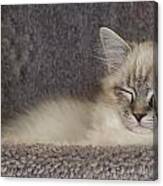 Cat Nap Canvas Print