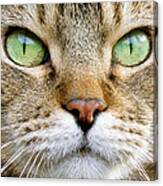 Cat Portrait 1 Canvas Print