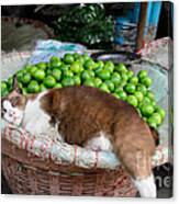 Cat Sleeping Among The Limes Canvas Print