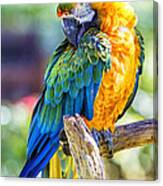 Catalina Macaw Canvas Print
