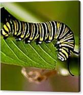 Caterpillar Canvas Print