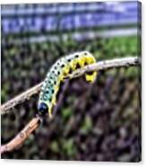 #caterpillar In #hdr #insect #nature Canvas Print